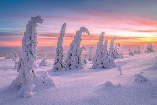Lapland Frozen Arctic Landscape Sunrise Trees