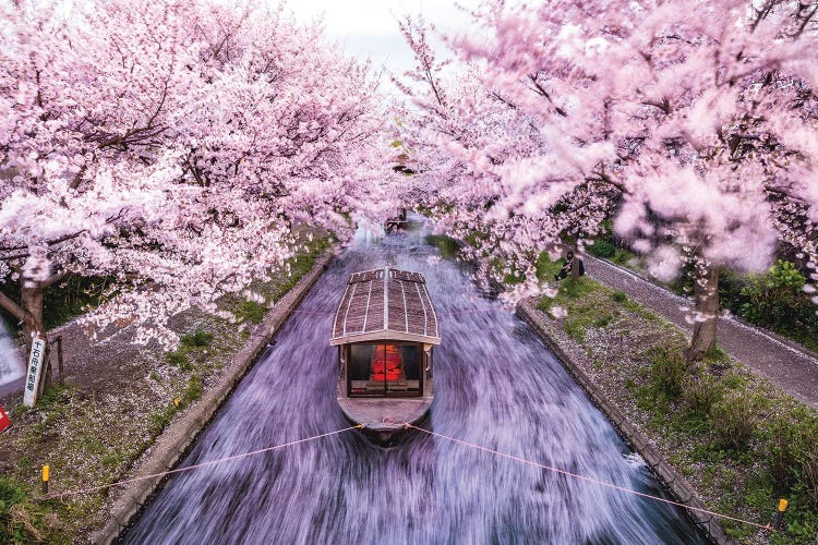 Japan Cherry Blossom River Boat V