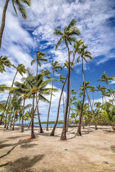 Hawaii Beach Side Palm Trees