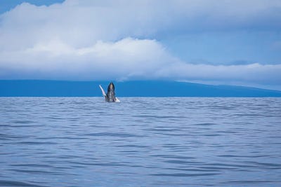 Alex G Perez - Steelpix Metal Wall Art: Hawaii Whale Breach by Alex G Perez