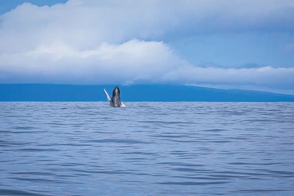 Hawaii Whale Breach