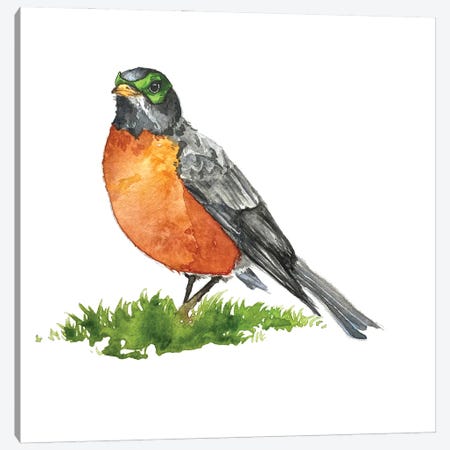 Robin I Canvas Print #AGY129} by Allison Gray Canvas Art