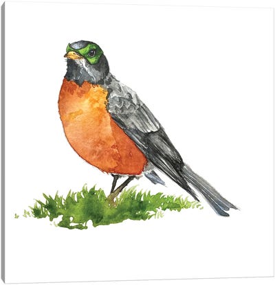 Robin I Canvas Art Print