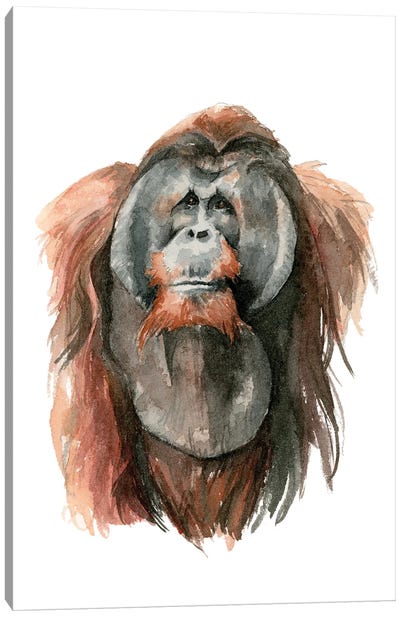 Orangutan Canvas Art Print - Allison Gray