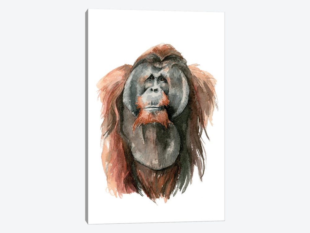 Orangutan by Allison Gray 1-piece Canvas Print