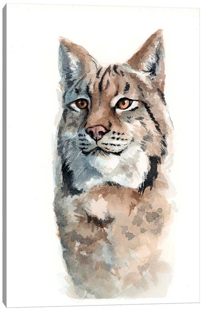 Canadian Lynx Canvas Art Print - Allison Gray
