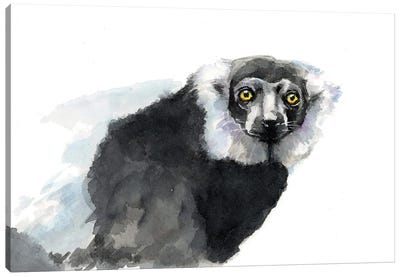 Lemur Canvas Art Print - Allison Gray