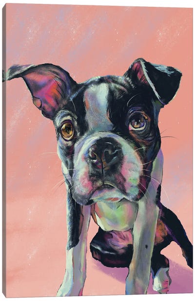 For The Love Of Boston Terrier Canvas Art Print - Allison Gray