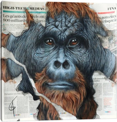 Inkawu Canvas Art Print - Orangutan Art