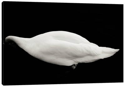 Like a Swan Canvas Art Print - Anja Hebrank