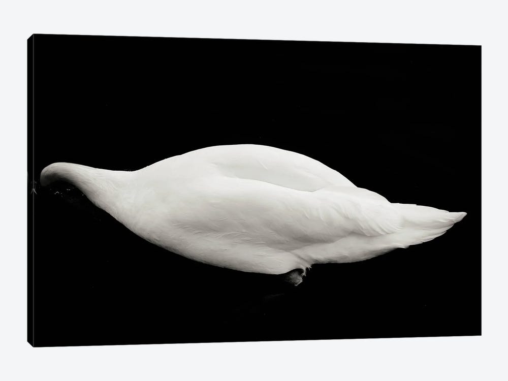 Like a Swan by Anja Hebrank 1-piece Canvas Wall Art