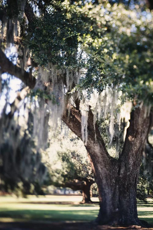 New Orleans Daydream