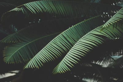 Night In The Tropics by Ann Hudec art print