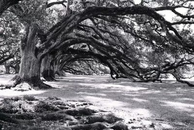 Oak Alley by Ann Hudec art print