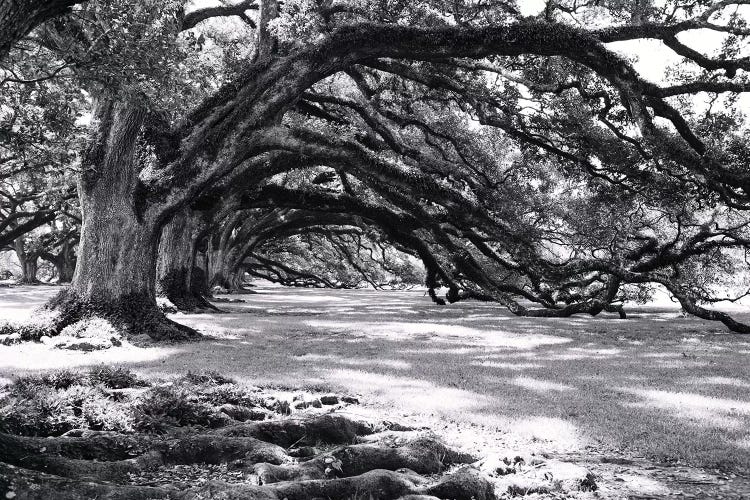 Oak Alley by Ann Hudec wall art
