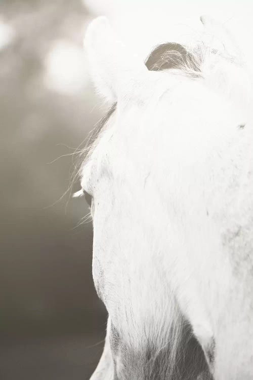 Pearl by Ann Hudec wall art
