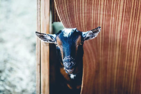 Fine Art Print: Peekaboo by Ann Hudec