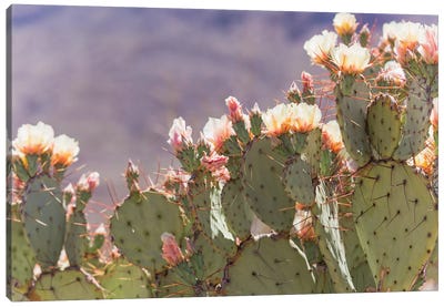 Prickly Pear Cactus Blooms Canvas Art Print - Vintage Styled Photography