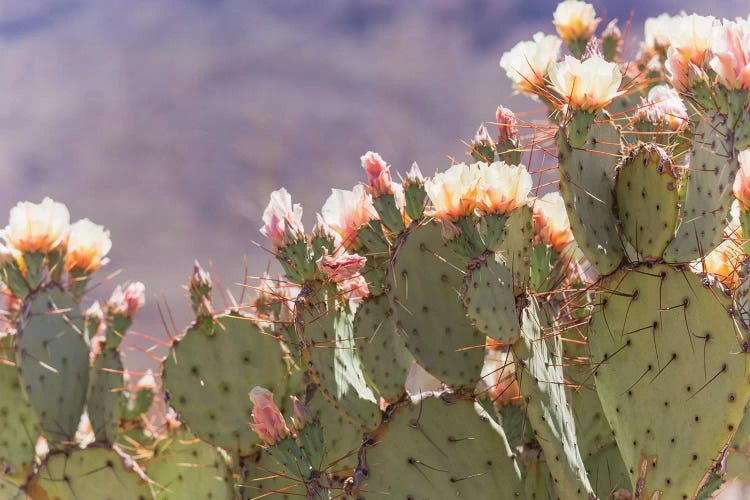 Prickly Pear Cactus Blooms