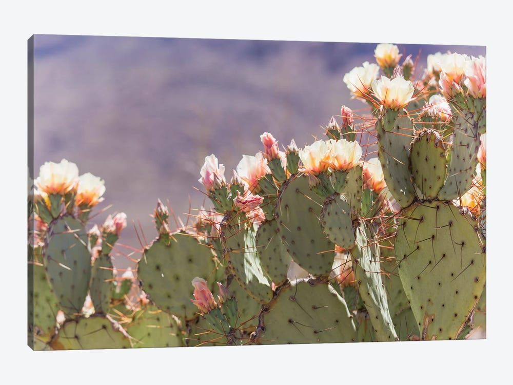 Prickly Pear Cactus Blooms by Ann Hudec 1-piece Art Print