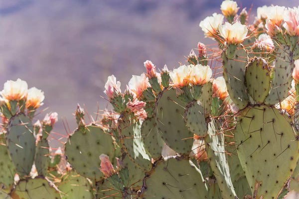 Ann Hudec: Prickly Pear Cactus Blooms by Ann Hudec