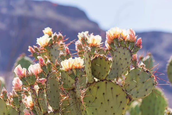 Prickly Pear Ii