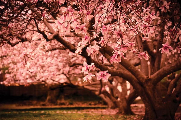 Ann Hudec: Printemps by Ann Hudec