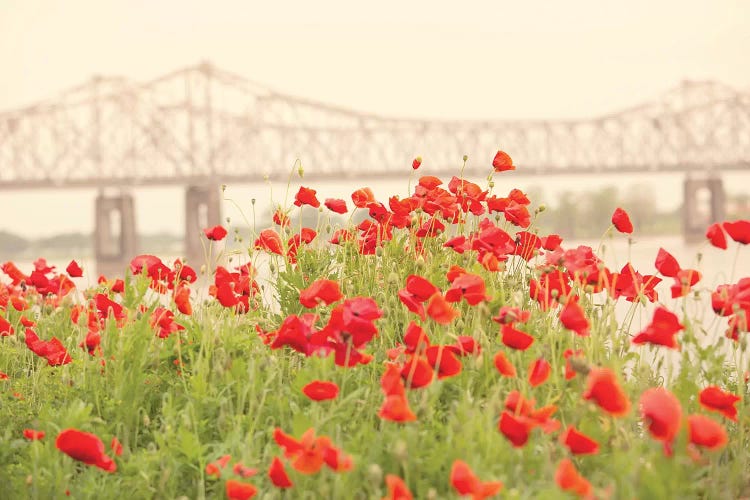 Red Poppies by Ann Hudec wall art