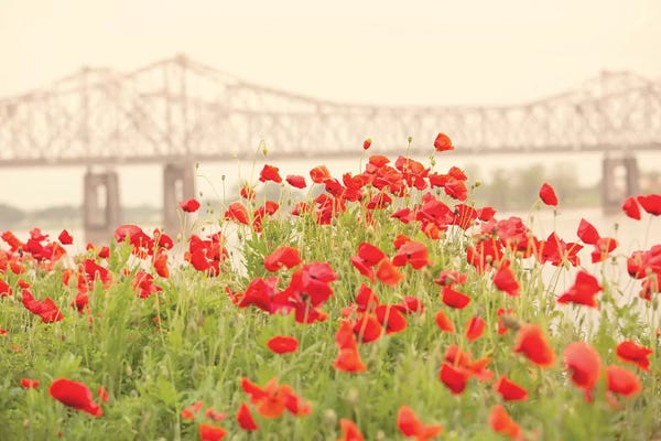 Ann Hudec: Red Poppies by Ann Hudec