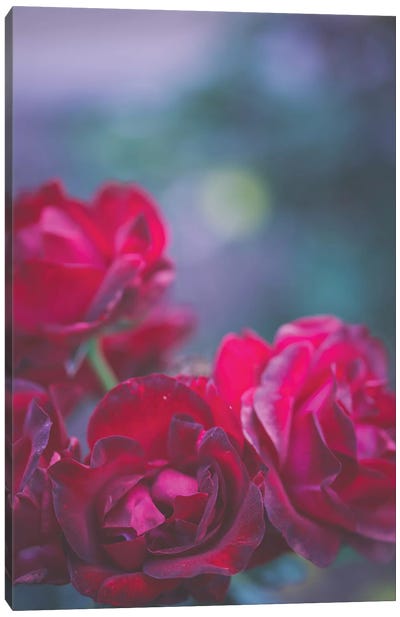 Roses Are Red Canvas Art Print - Vintage Styled Photography