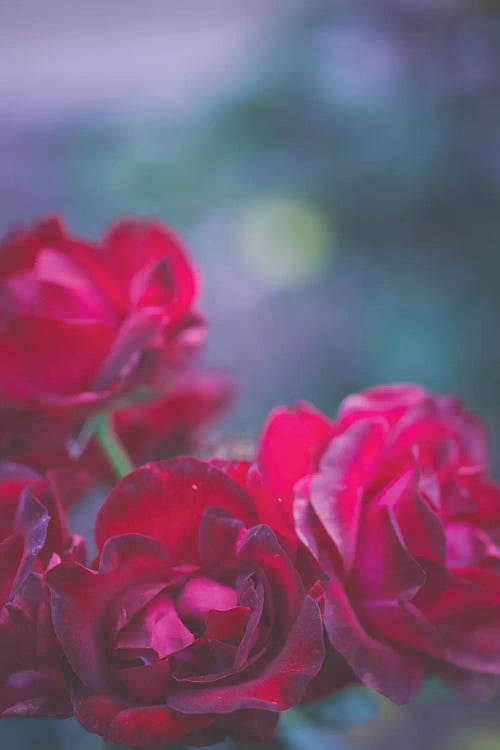 Roses Are Red by Ann Hudec wall art
