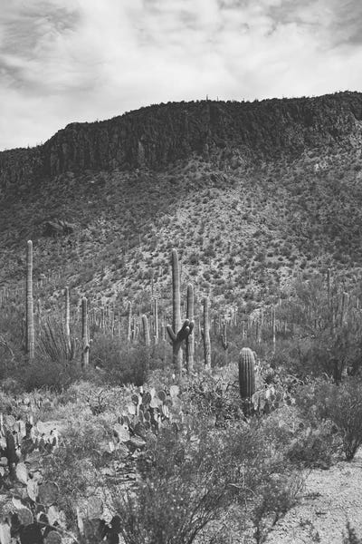 Ann Hudec: Saguaro by Ann Hudec