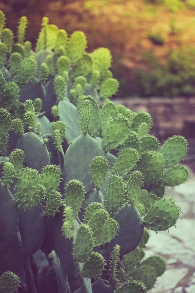 Ann Hudec: Southwestern Scenes by Ann Hudec