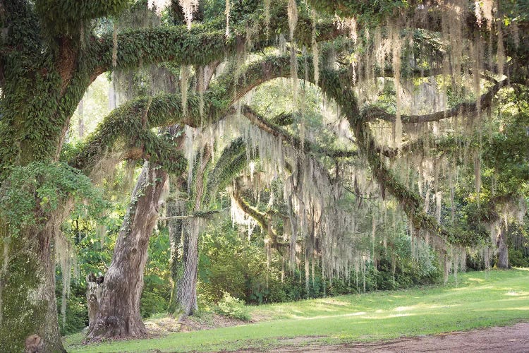 Spanish Moss