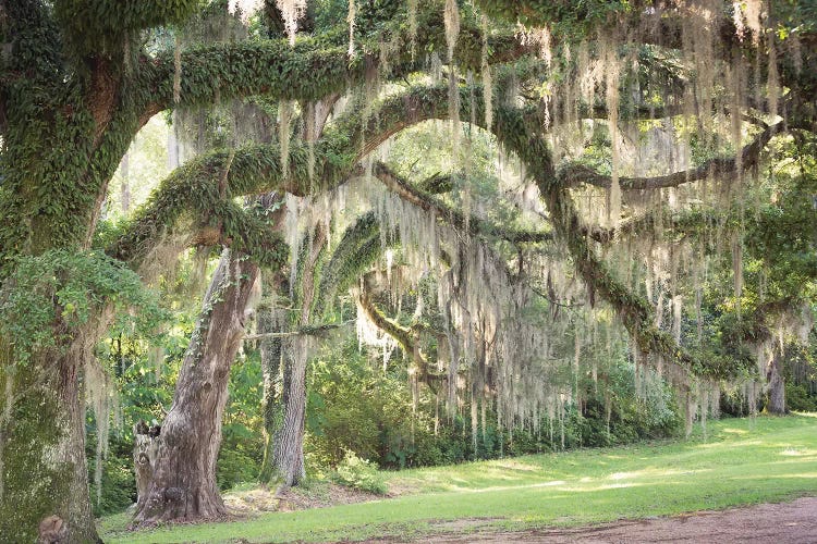 Spanish Moss by Ann Hudec wall art