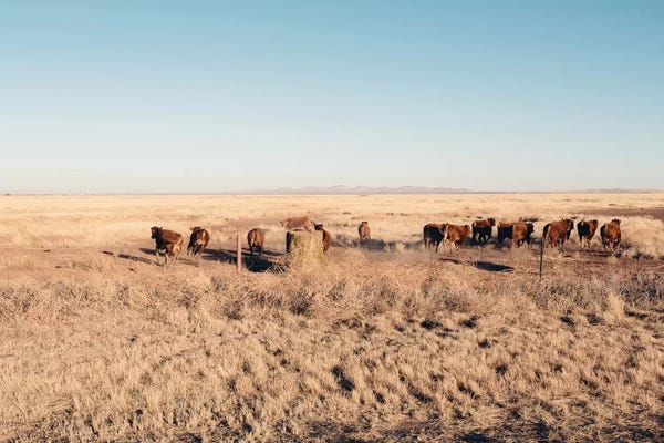 Ann Hudec: Stampede by Ann Hudec