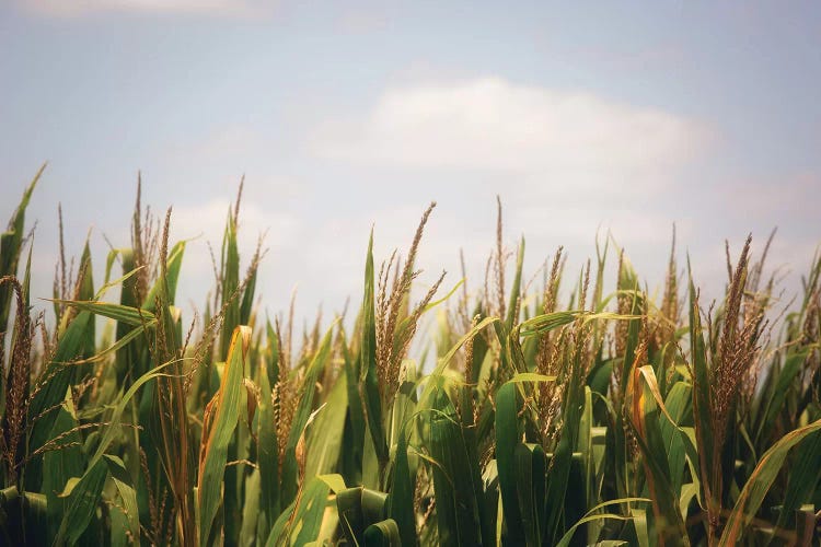 Summer Cornfields by Ann Hudec wall art