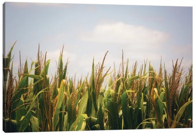 Summer Cornfields Canvas Art Print - Corn Art
