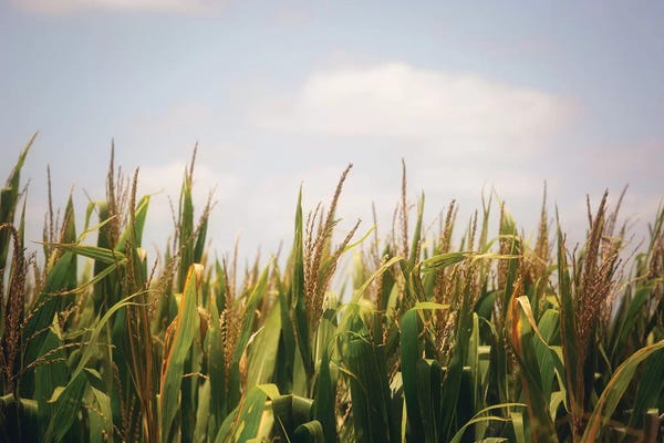 Ann Hudec: Summer Cornfields by Ann Hudec