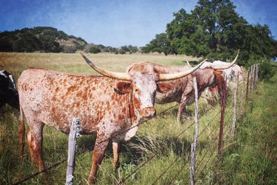 Texas Longhorns III by Ann Hudec art print