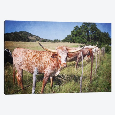 Texas Longhorns III Canvas Print #AHD162} by Ann Hudec Art Print