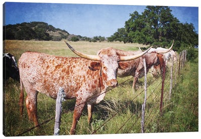 Texas Longhorns III Canvas Art Print - Vintage Styled Photography