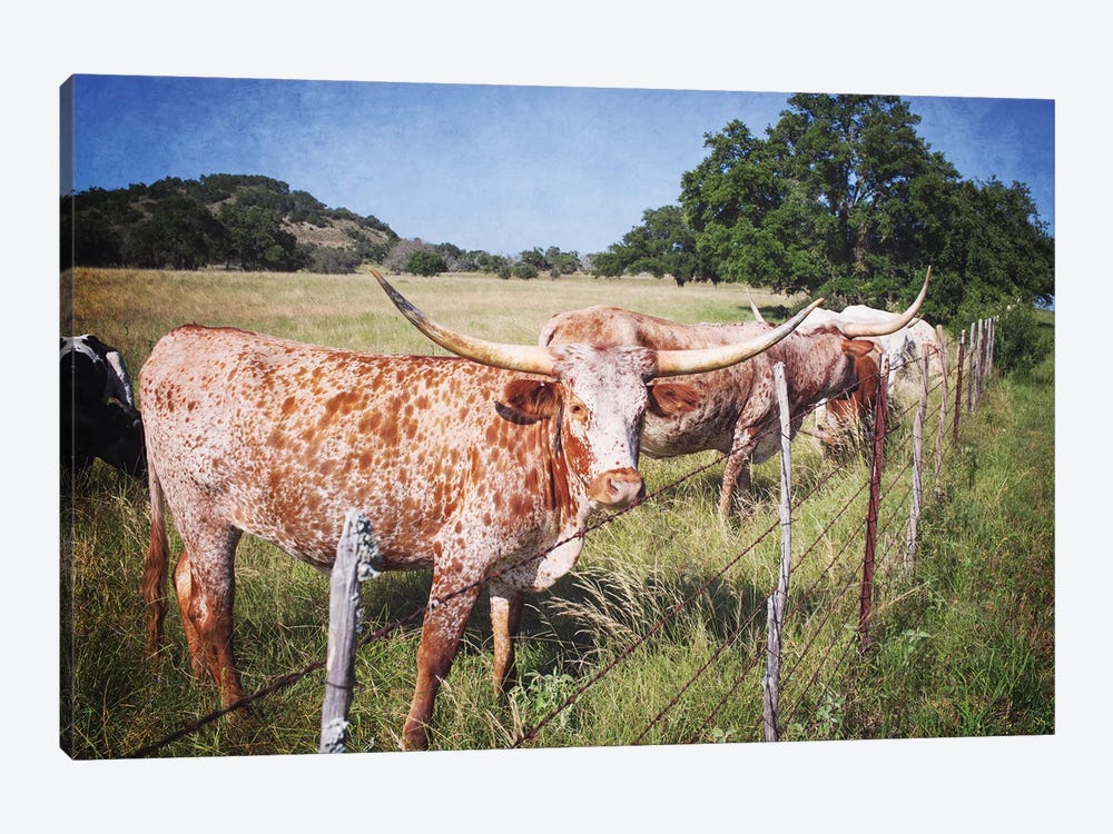 Texas Longhorns III by Ann Hudec 1-piece Canvas Art Print