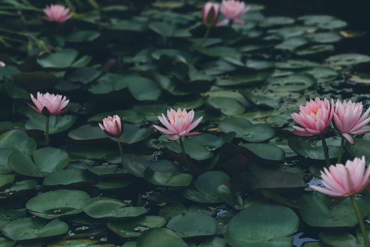 The Lilypond by Ann Hudec wall art