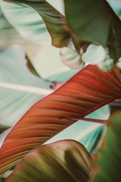Ann Hudec: Tropical Hues by Ann Hudec
