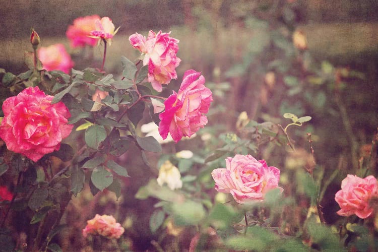 Vintage Roses by Ann Hudec wall art