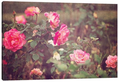 Vintage Roses Canvas Art Print - Vintage Styled Photography
