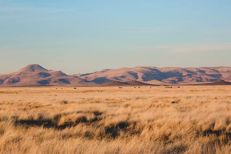West Texas Wild by Ann Hudec wall art