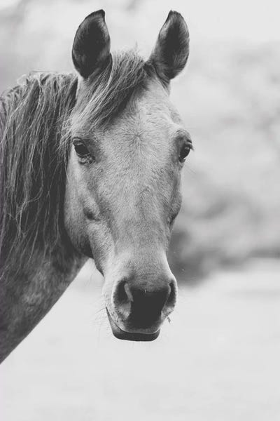 Ann Hudec: Wild Heart by Ann Hudec