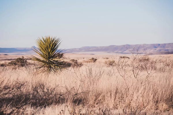 Ann Hudec: Wildwest by Ann Hudec